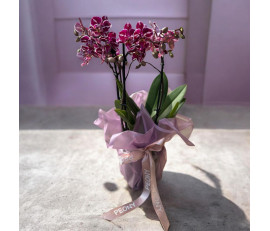 Orchide 3